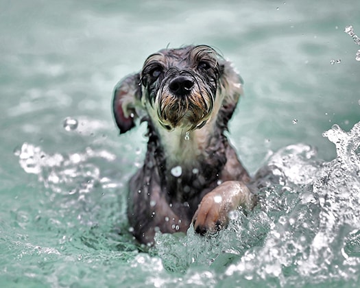 Hund am Baden