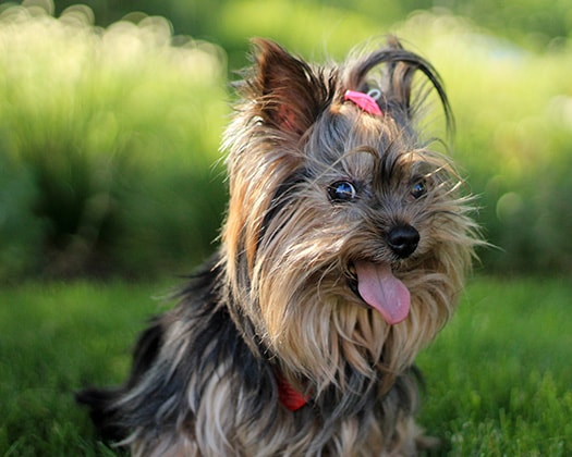 Yorkshire Terrier