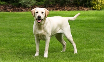 Labrador Retriever